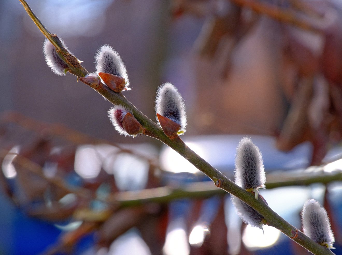 &bullet;  Fotó: Alexandru Nițescu