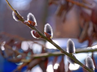 Télből tavaszba: 14 fokig emelkedhet a hőmérséklet