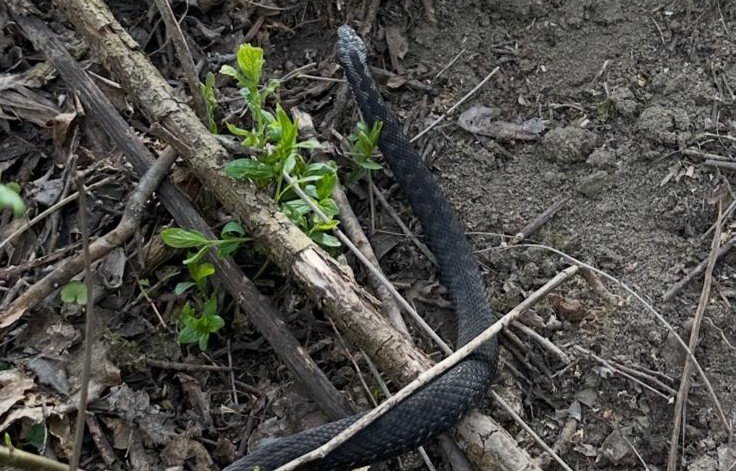 Kígyó mart meg egy fiatalt a Hegyközpályi környékén lévő erdőben