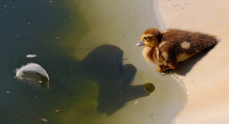 Szomjazó madarak, apadó vízforrások: így segíthetünk a hőségben a vadon élő állatokon