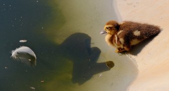 Szomjazó madarak, apadó vízforrások: így segíthetünk a hőségben a vadon élő állatokon