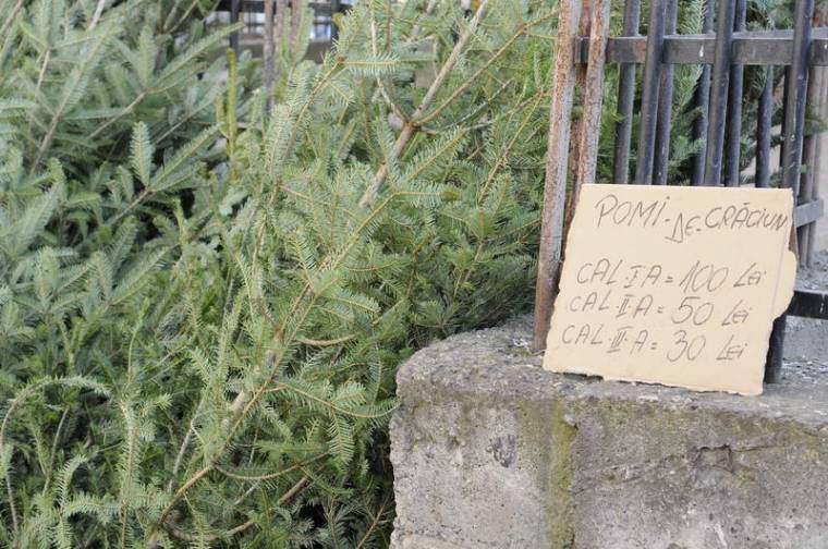 Több ezer fenyőfát vágnak ki Hargita megyében