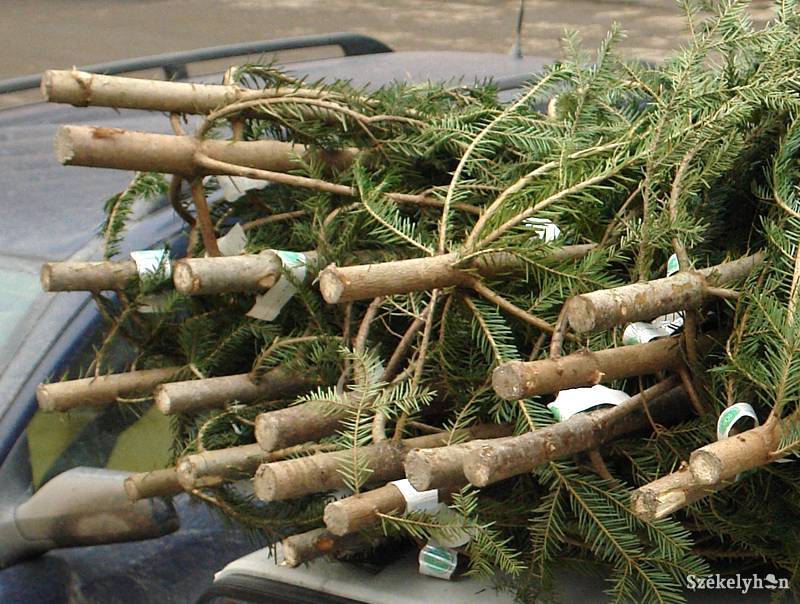 •  Fotó: Kristó Róbert