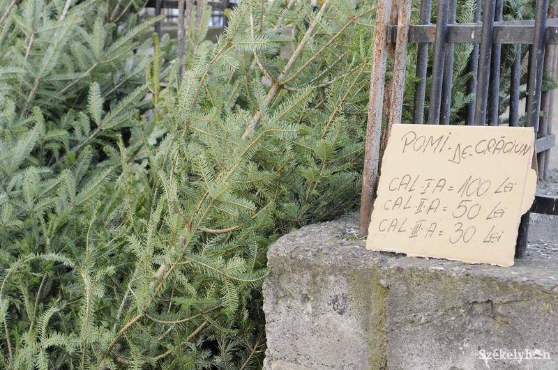 &bullet;  Fotó: Kristo Robert