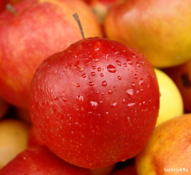 • Fotó: Kristó Róbert