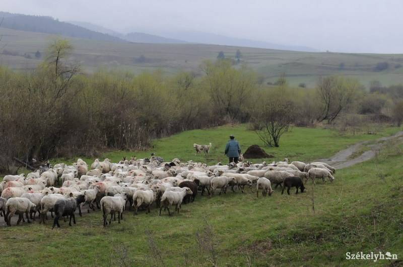 •  Fotó: Kristo Robert                       