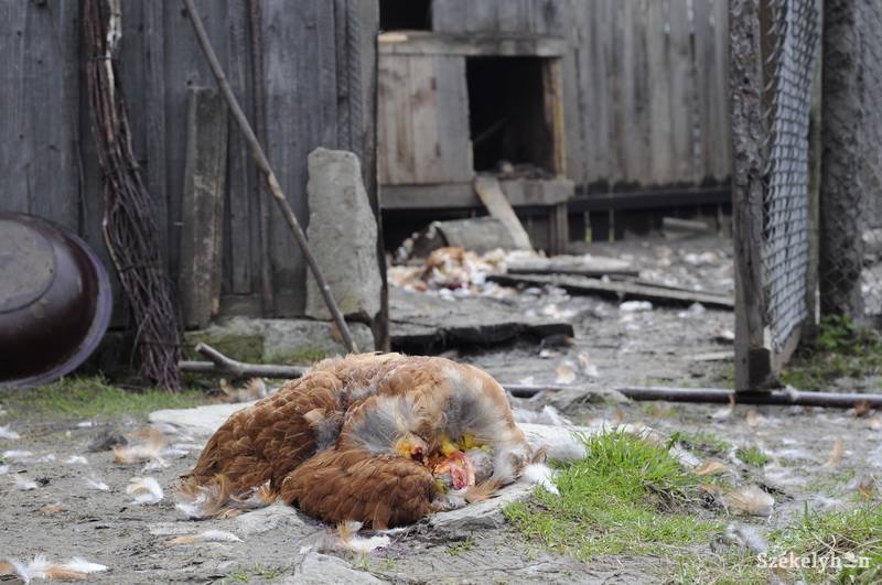 • Fotó: Kristo Robert