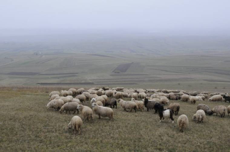 Terepjáróval hajtott a legelésző juhseregbe