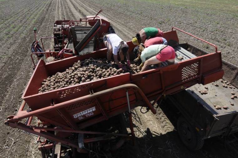 Itt-ott már szedik a csíki pityókát