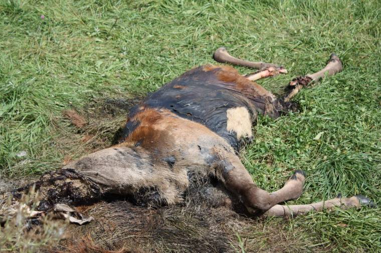 Szarvasünő-tetem az országút szélén