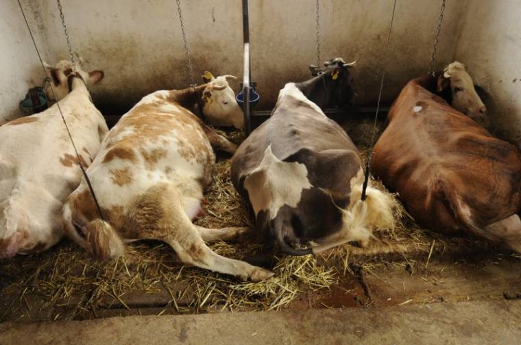 Döntés előtt a szarvasmarhatartók