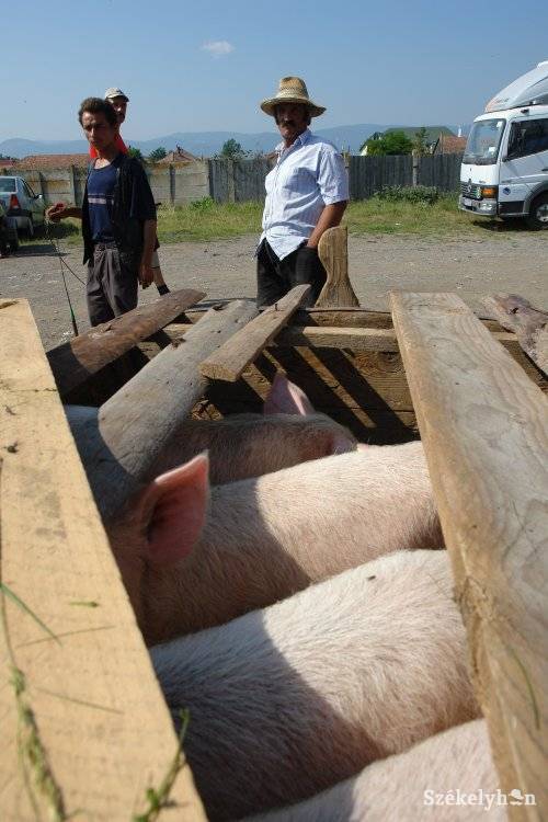 •  Fotó: Kristó Róbert