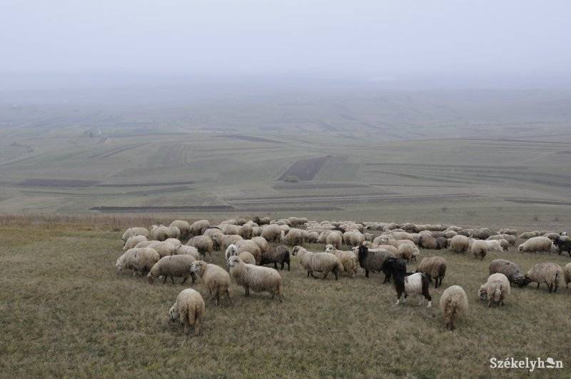 •  Fotó: Kristo Robert