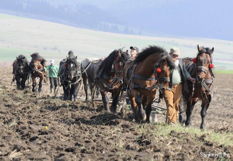 •  Fotó: Kristo Robert