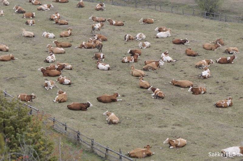 •  Fotó: Kristo Robert