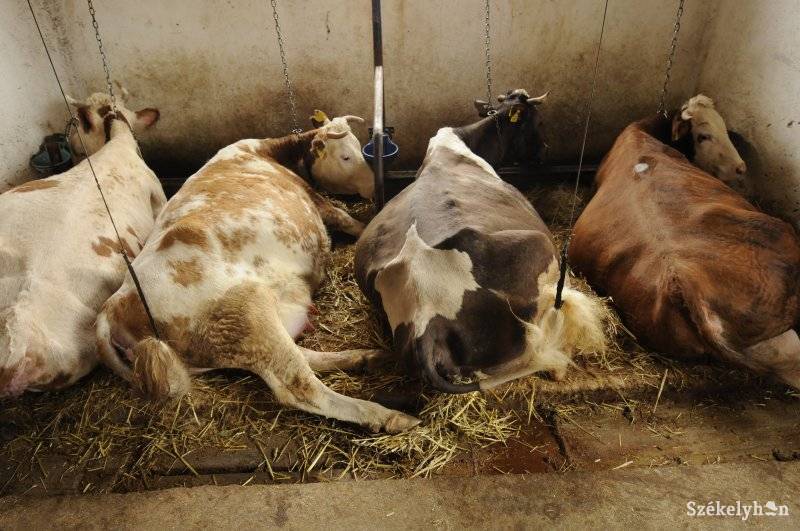 •  Fotó: Kristo Robert