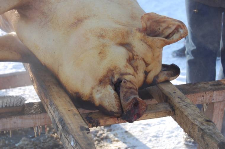 Meg kell vizsgáltatni a sertéshúst