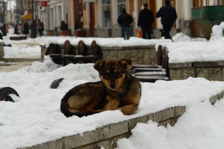 A kóbor ebek ivartalanítását szabályozó törvény előmozdítása érdekében gyűjtenek aláírásokat