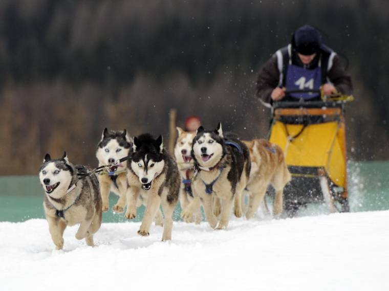 Összemérték ügyességüket az ország legjobb kutyafogathajtói