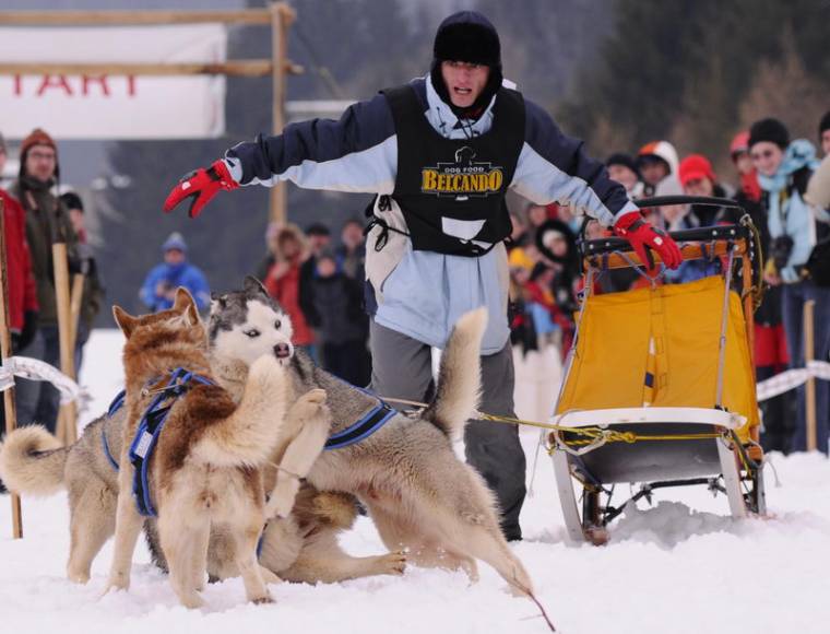 Hargita 2010 Kutyaszánhúzó Bajnokság