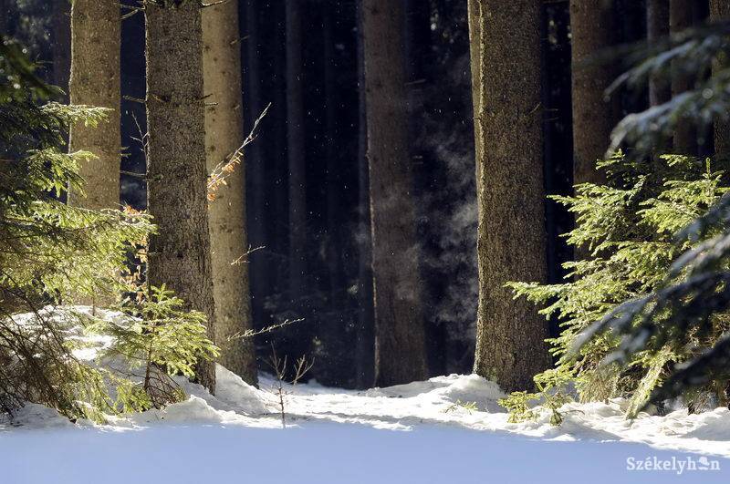 •  Fotó: Kristó Róbert