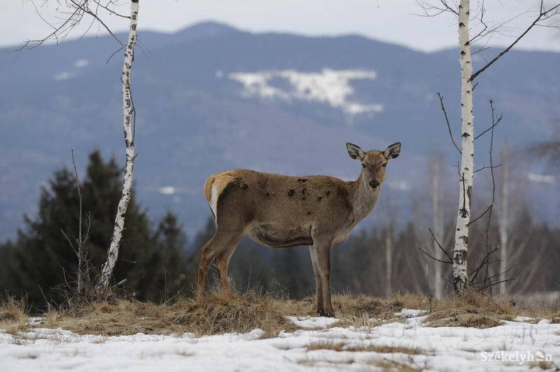 • Fotó: Kristó Róbert