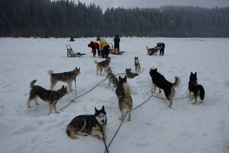 Hóhiány miatt elmarad a kutyafogathajtás