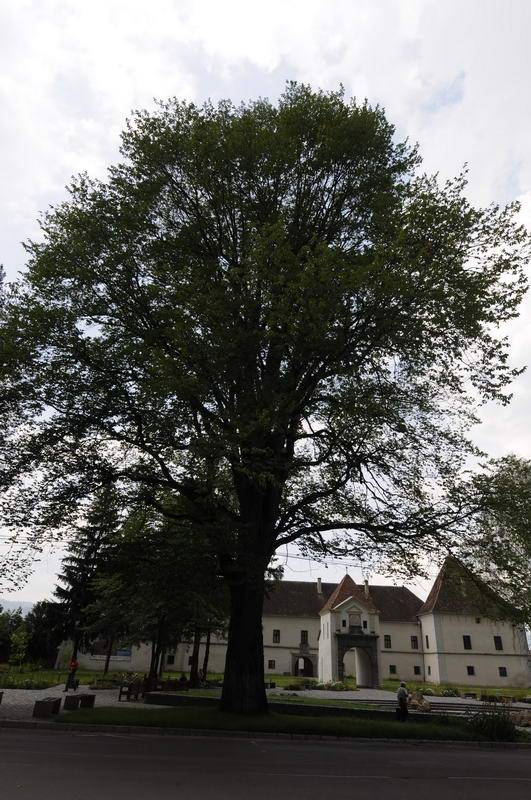 Eddig húsz pályázat érkezett az Év Fája vetélkedőre