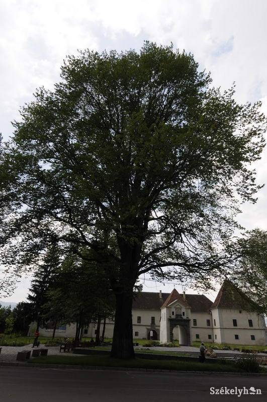 • Fotó: Kristo Robert