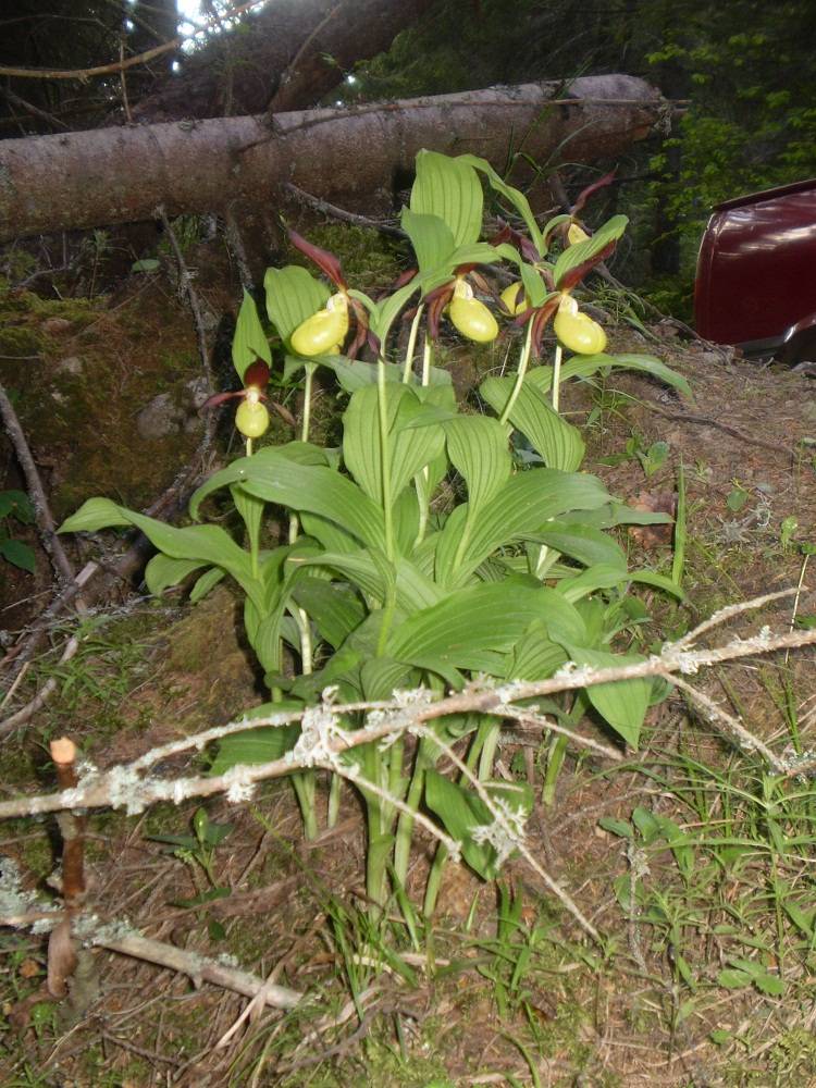 Virágzik a boldogasszony papucsa