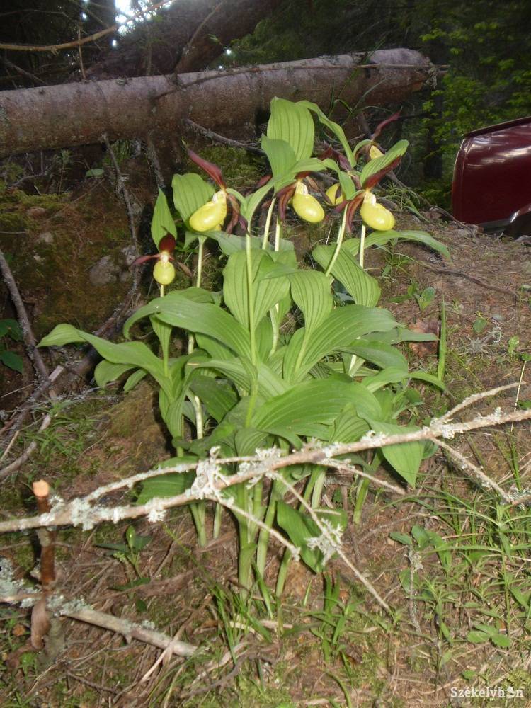 •  Fotó: Daczó Katalin