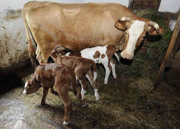 Kisebb csoda Csíkszentsimonban: hármas ikrek az istállóban