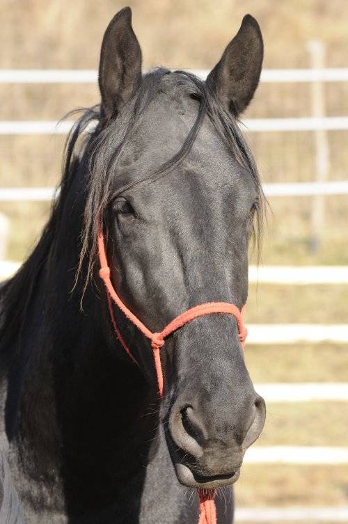 Több száz beteg lovat szállítottak el