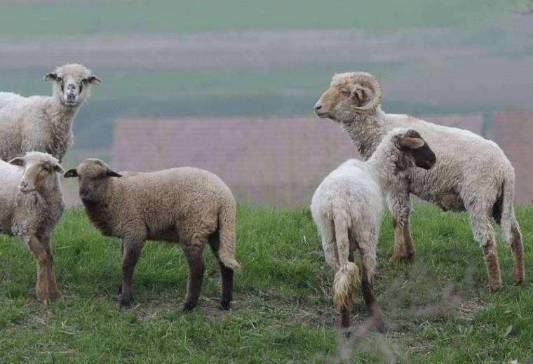 Hatósági baki kijavítva: feloldották az alcsíki legeltetési tilalmat