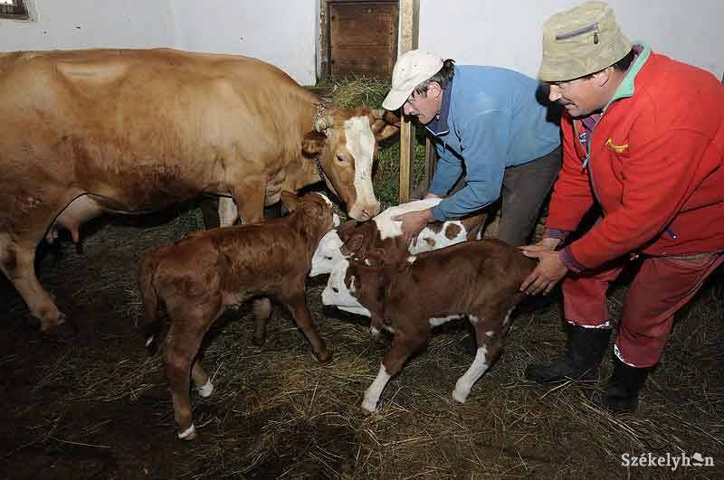 •  Fotó: Kristo Robert