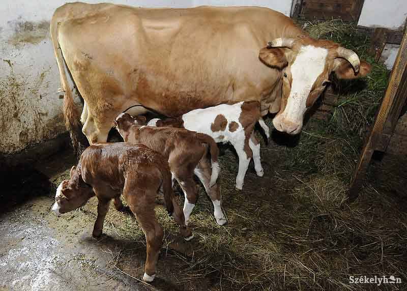 •  Fotó: Kristo Robert