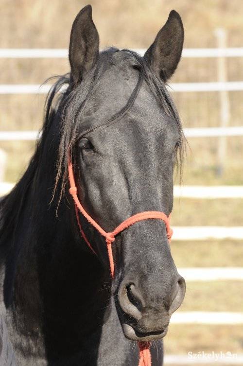 •  Fotó: Kristó Róbert