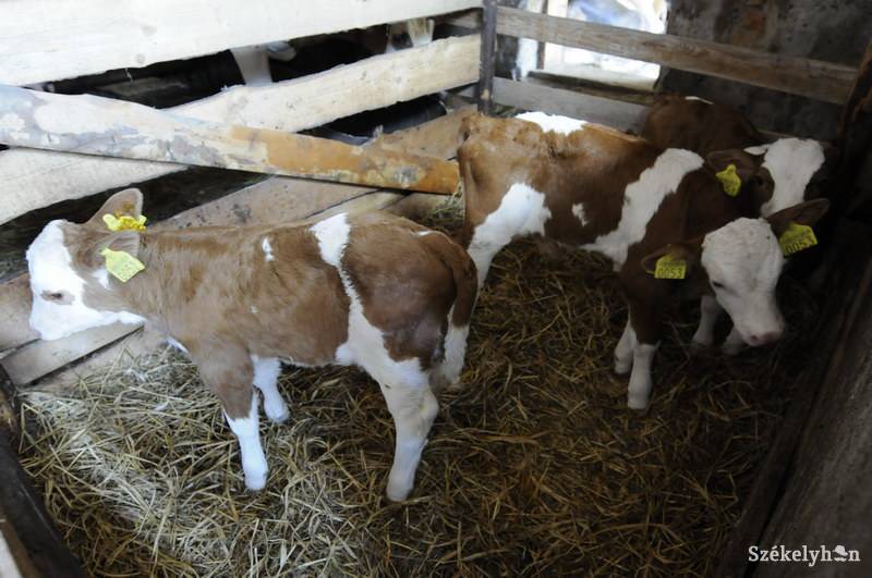 •  Fotó: Kristo Robert