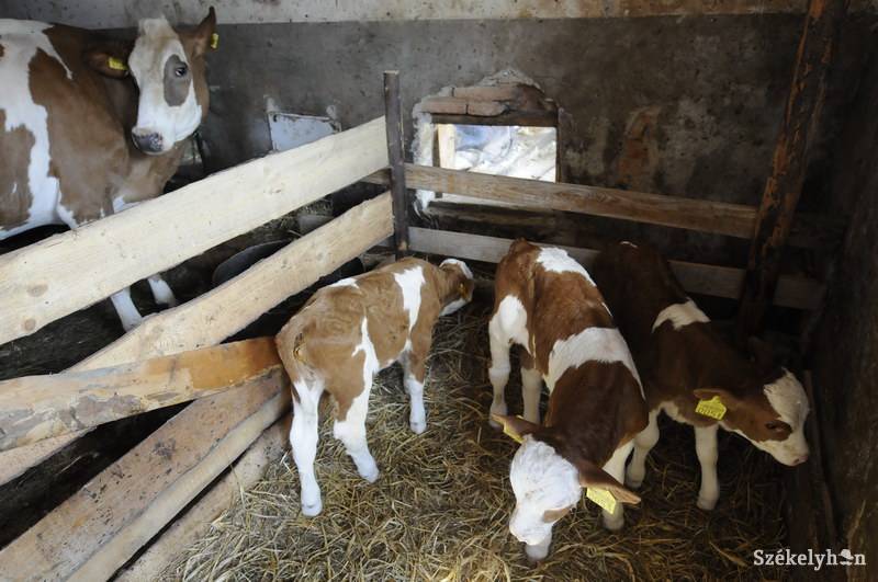 •  Fotó: Kristo Robert