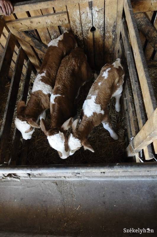 •  Fotó: Kristo Robert                       