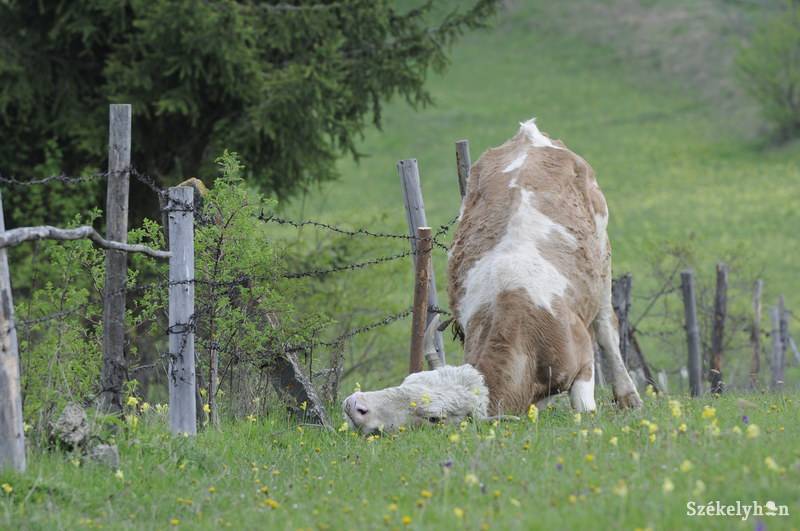 •  Fotó: Kristó Róbert