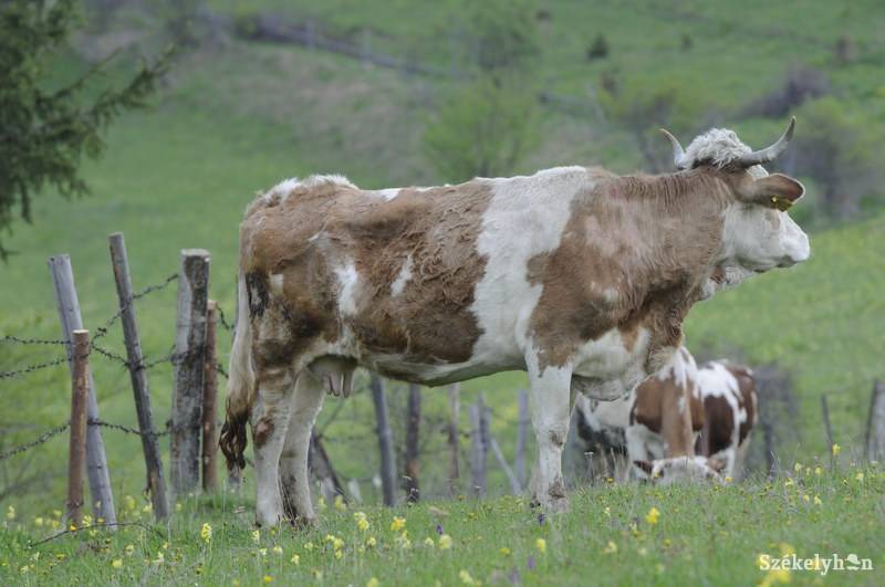 •  Fotó: Kristó Róbert