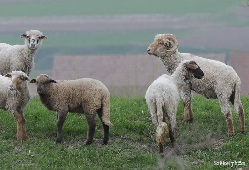 •  Fotó: Kristó Róbert