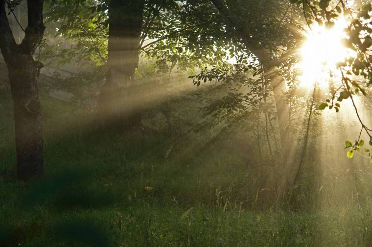 A Biodiverzitás Nemzetközi Éve
