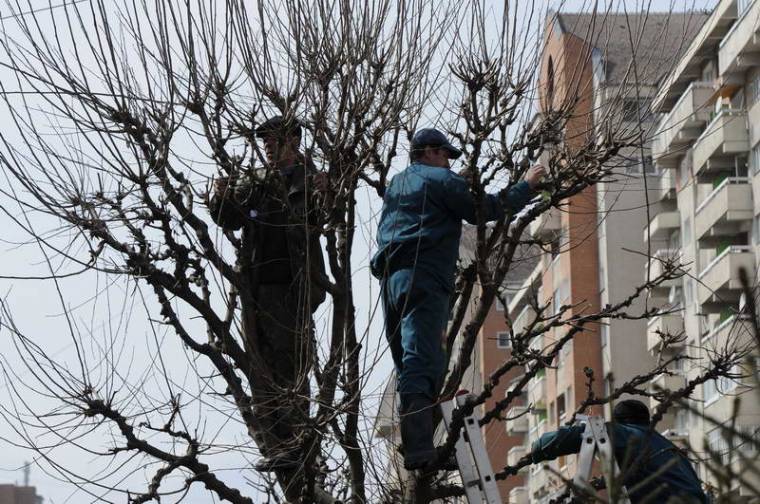 Fametszés után új csemetéket is ültetnek Csíkszeredában