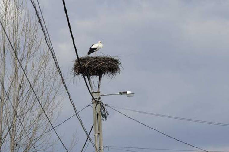Csíkszékre visszatértek a gólyák!