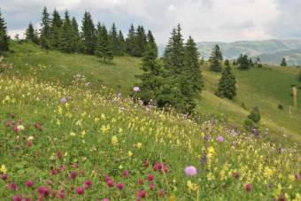 Közzétették a Zöldövezet program nyertes pályázatait