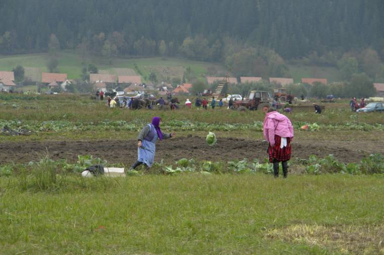 Szüret előtt a szépvízi káposzta