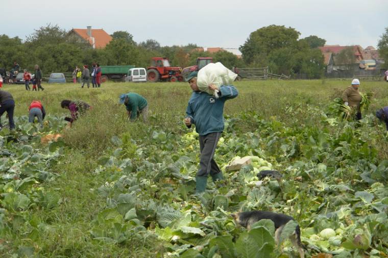 Kelendő volt a szépvízi káposzta