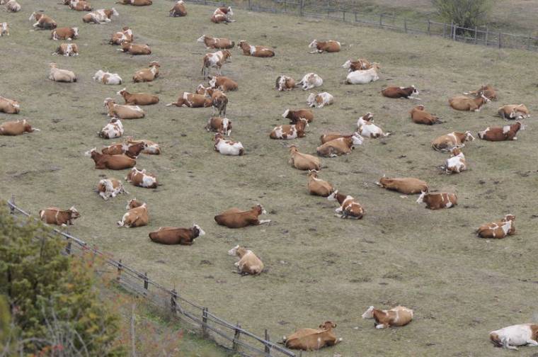 Kormánypénzből rehabilitálták a csomortáni közbirtokossági legelőt